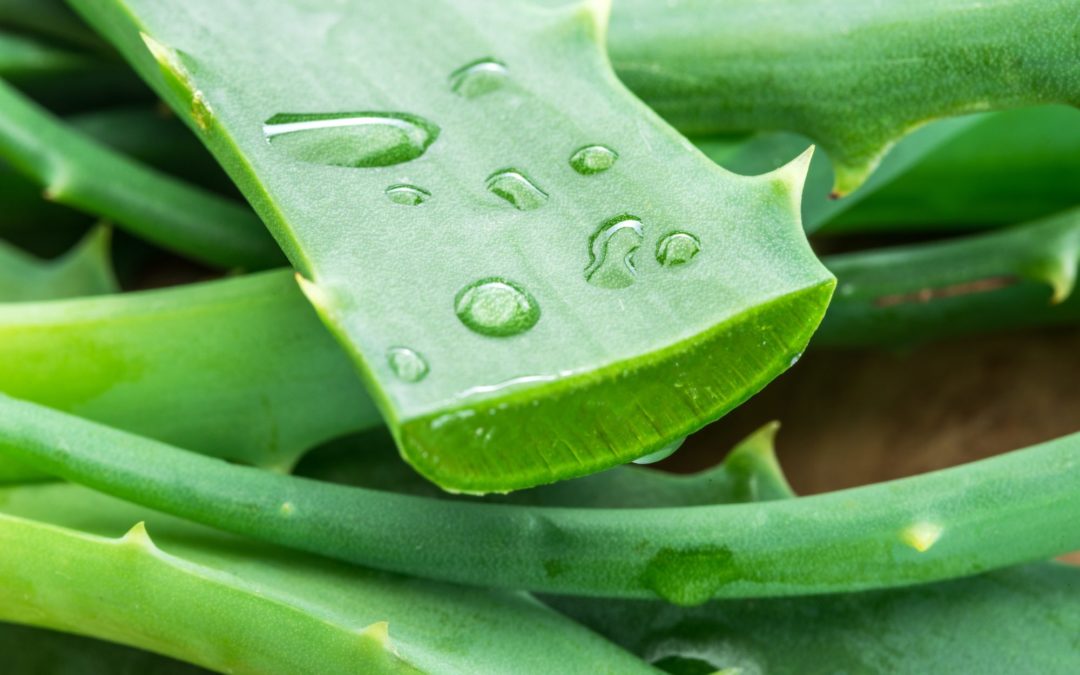 L’aloe e le sue proprietà